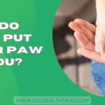 Why Do Dogs Put Their Paw on You?