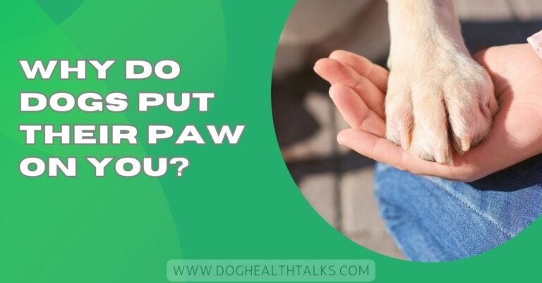 Why Do Dogs Put Their Paw on You?