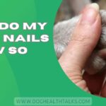 Why Do My Dogs Nails Grow So Fast