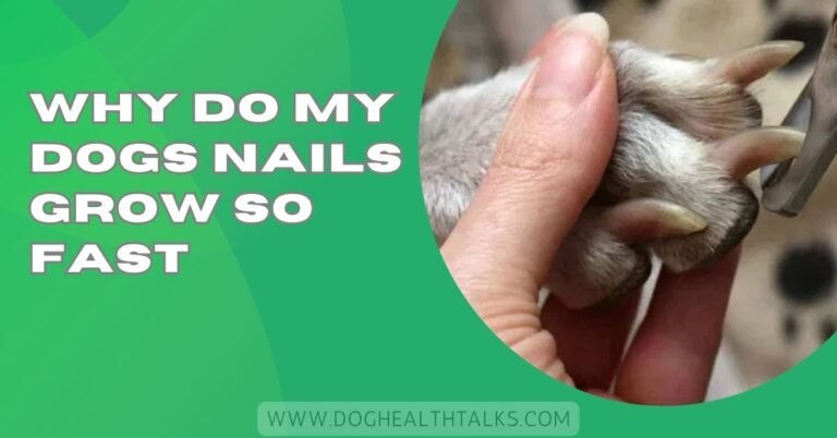 Why Do My Dogs Nails Grow So Fast