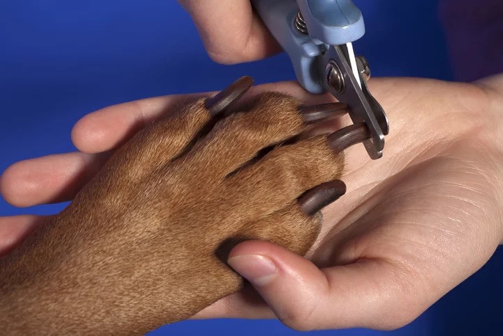 Why Do My Dog’s Nails Grow So Fast All Of A Sudden