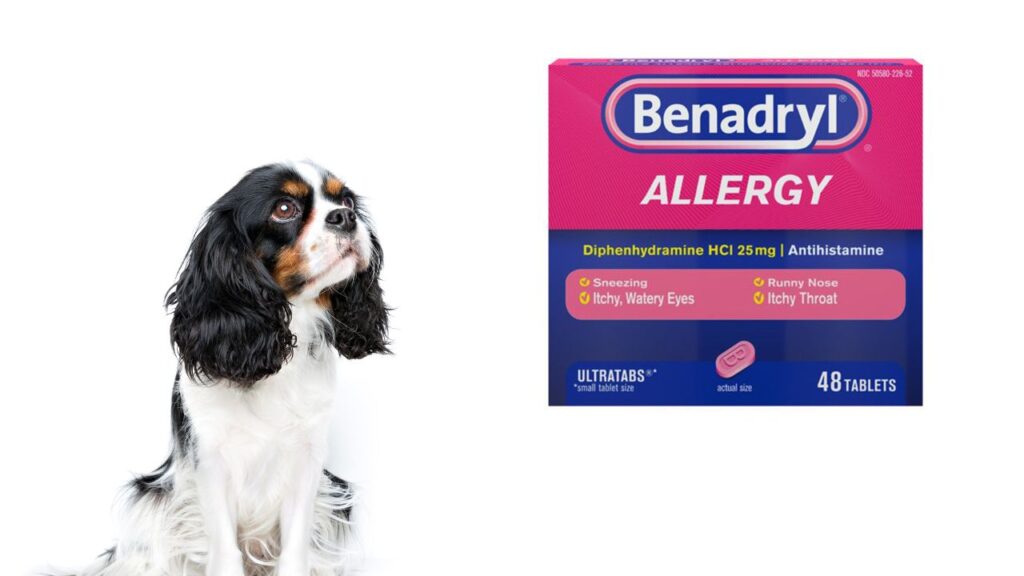 Can Benadryl Be Used for Dog Allergies?