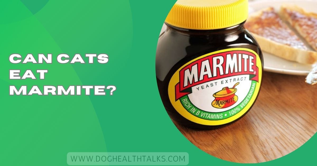 Can Cats Eat Marmite?
