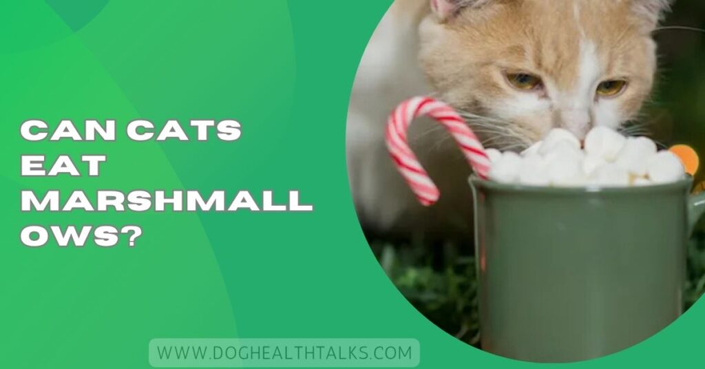 Can Cats Eat Marshmallows?