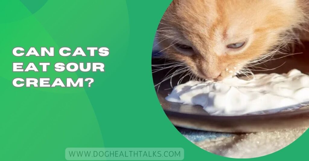 Can Cats Eat Sour Cream?