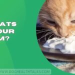 Can Cats Eat Sour Cream?