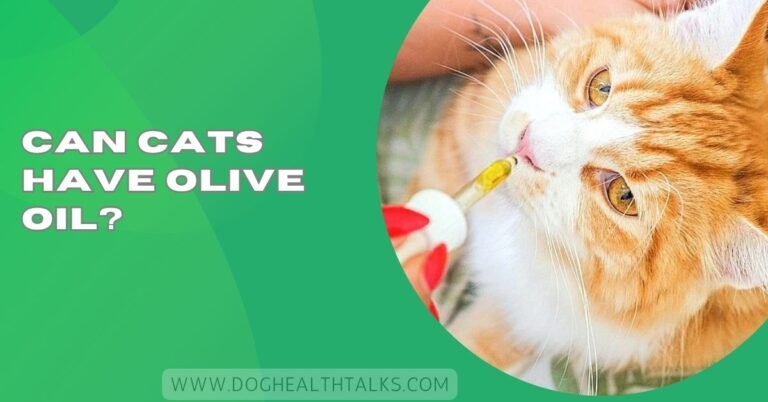 Can Cats Have Olive Oil?