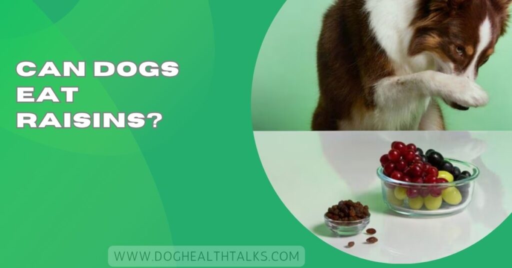 Can Dogs Eat Raisins?