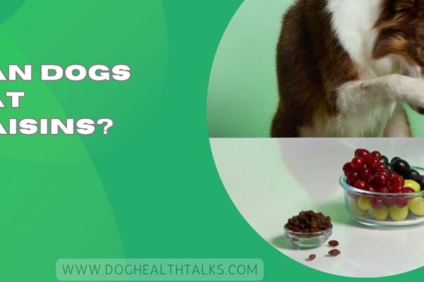 Can Dogs Eat Raisins?