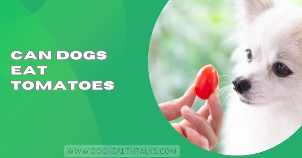 Can Dogs Eat Tomatoes​