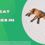 Can Heat Cause Seizures In Dogs