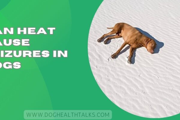Can Heat Cause Seizures In Dogs