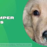 Distemper In Dogs