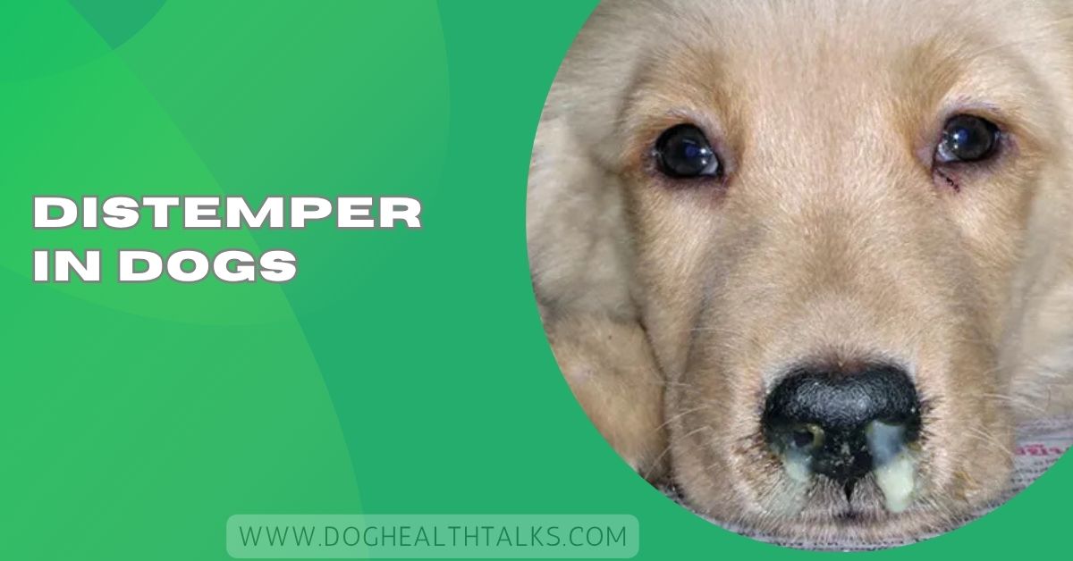 Distemper In Dogs
