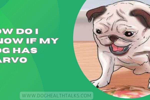 How Do I Know If My Dog Has Parvo