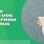 How To Clean Dog Vomit From Wool Rug