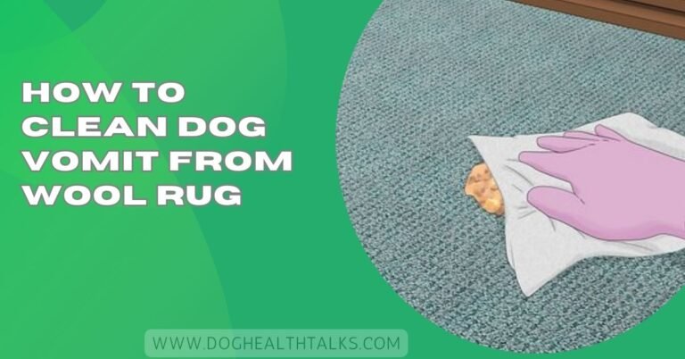 How To Clean Dog Vomit From Wool Rug
