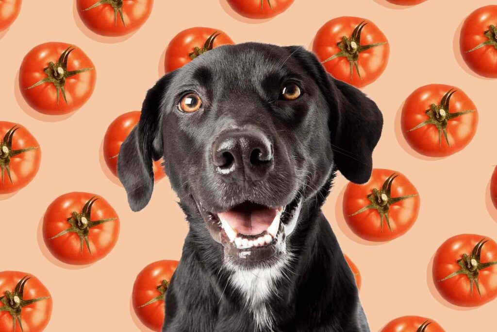 How to Prevent Dogs from Ingesting Too Many Tomatoes