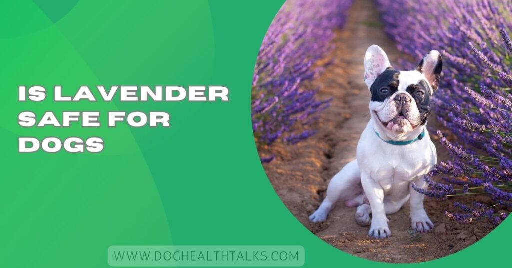 Is Lavender Safe For Dogs