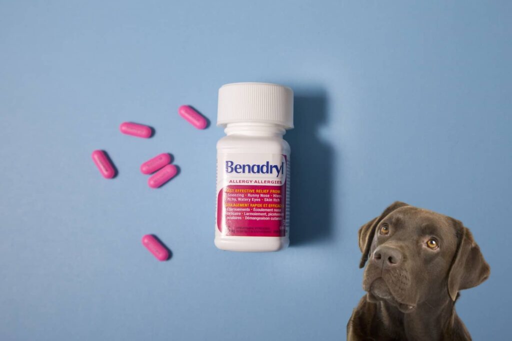 Side Effects of Benadryl for Dogs