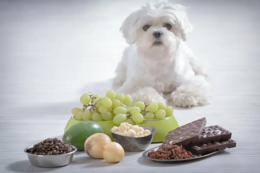 Signs Of Raisin Toxicity In Dogs
