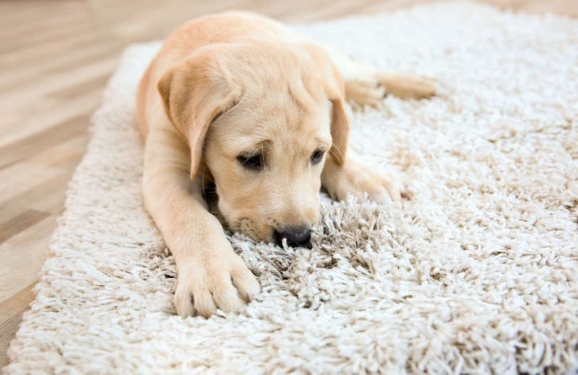 What If the Stain or Smell Remains?