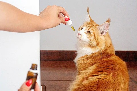 Why Some Cats Love Olive Oil