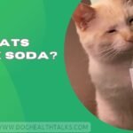 Can Cats Drink Soda?