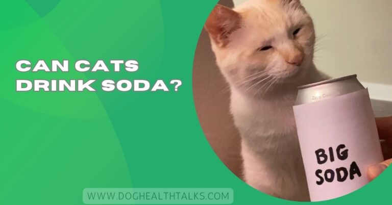Can Cats Drink Soda?