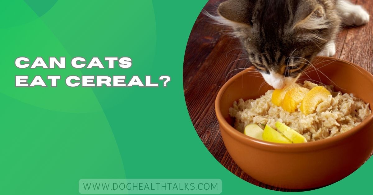 Can Cats Eat Cereal?