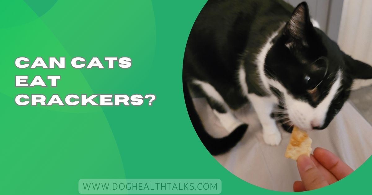 Can Cats Eat Crackers?