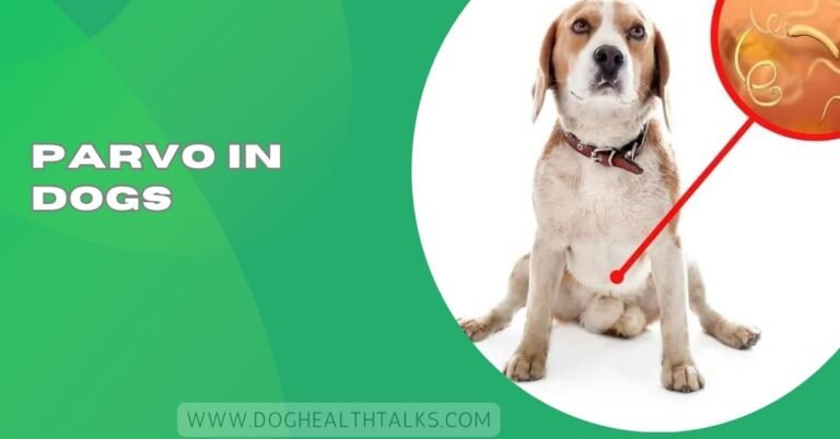 Parvo In Dogs