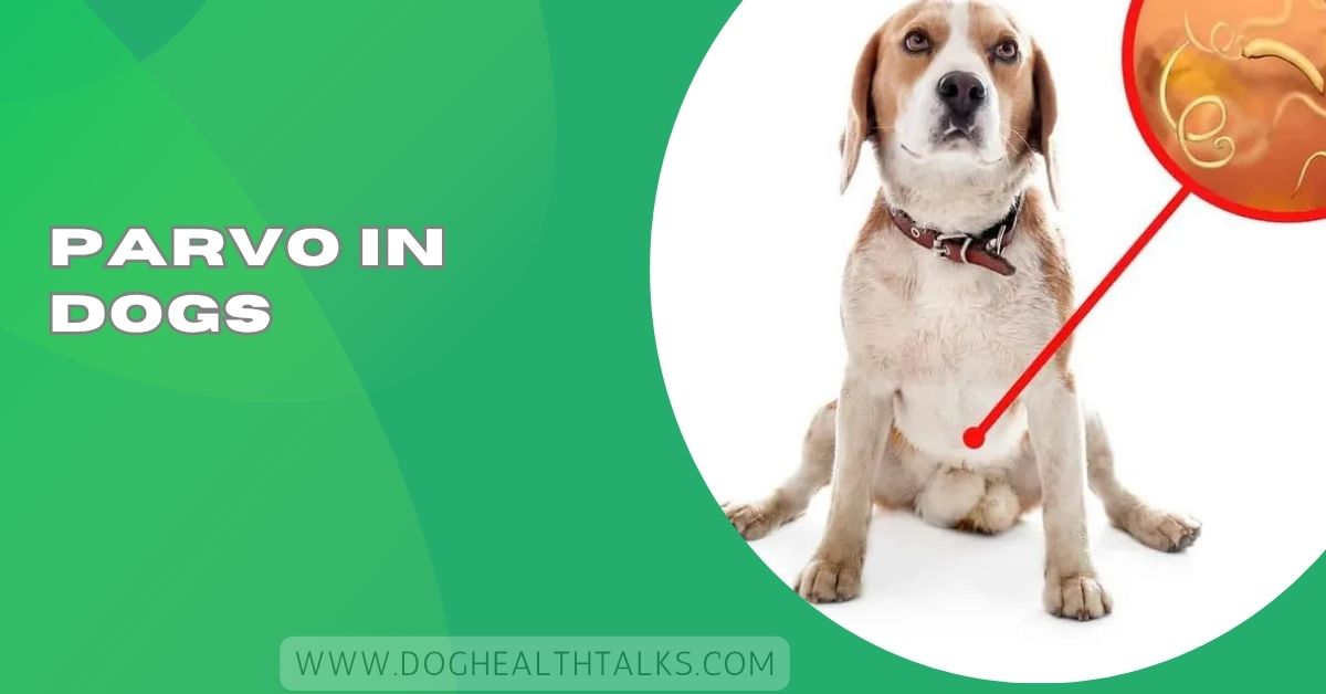 Parvo In Dogs