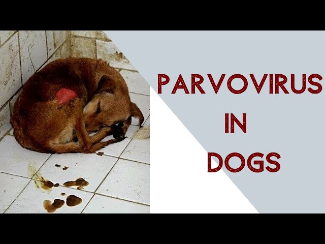 What Causes Parvo in Dogs