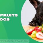 What Fruits Can Dogs Eat