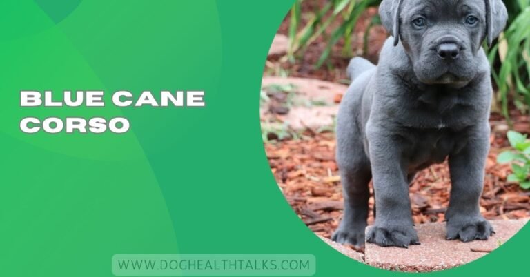 Blue Cane Corso