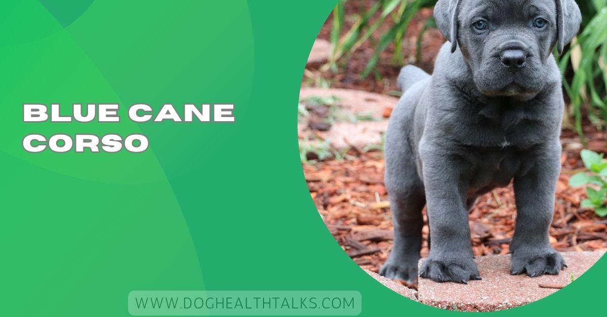 Blue Cane Corso