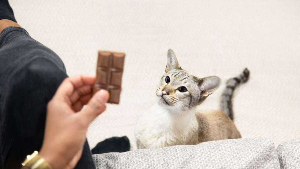 Can Cats Eat Chocolate