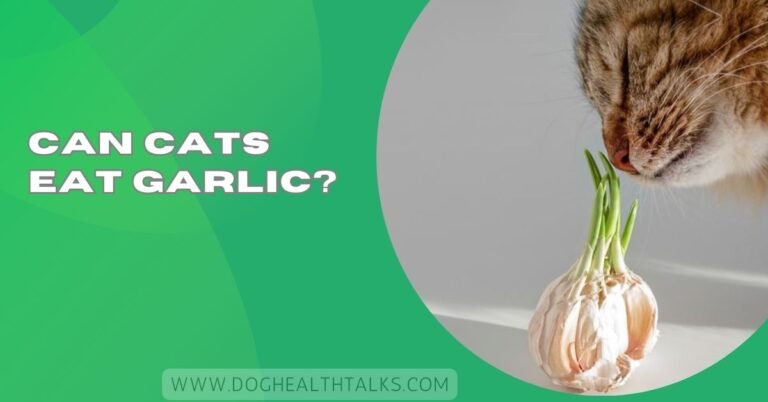Can Cats Eat Garlic?