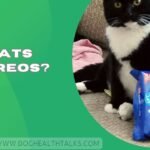 Can Cats Eat Oreos?