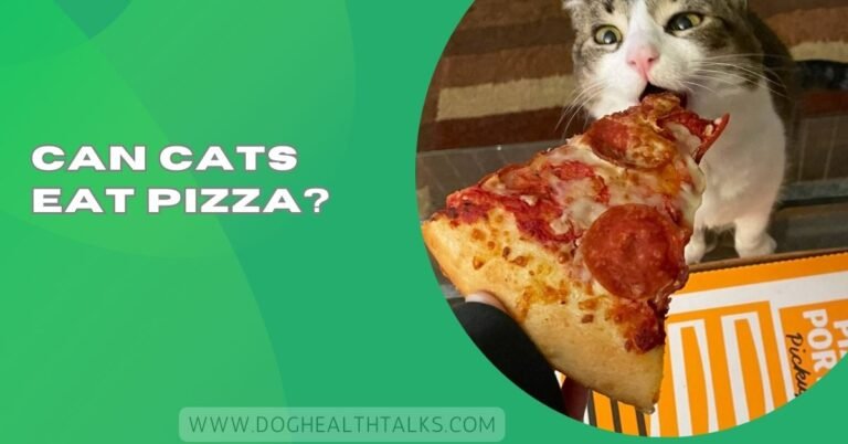 Can Cats Eat Pizza?