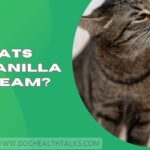 Can Cats Eat Vanilla Ice Cream?