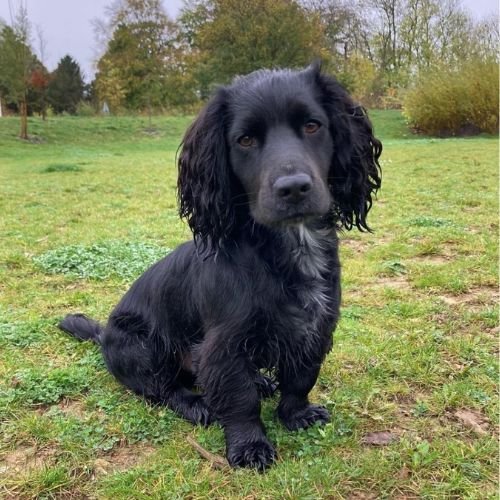 Cocker Jack (Jack Russell and Cocker Spaniel Mix)