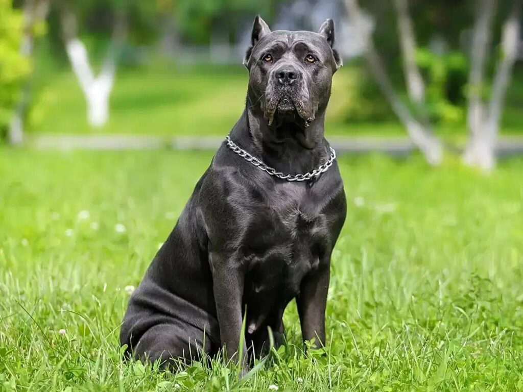 Does the Blue Cane Corso Make a Good Pet?