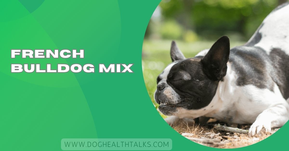 French Bulldog Mix