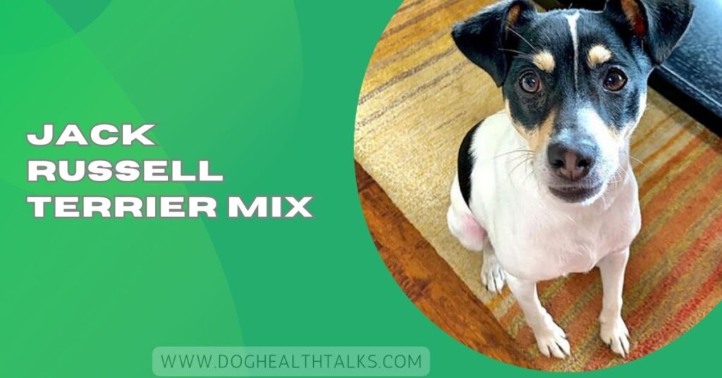 Jack Russell Terrier Mix