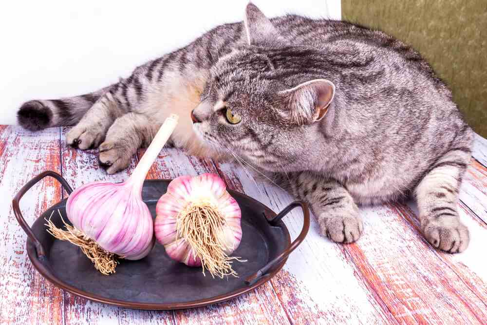 Signs of Garlic Poisoning in Cats