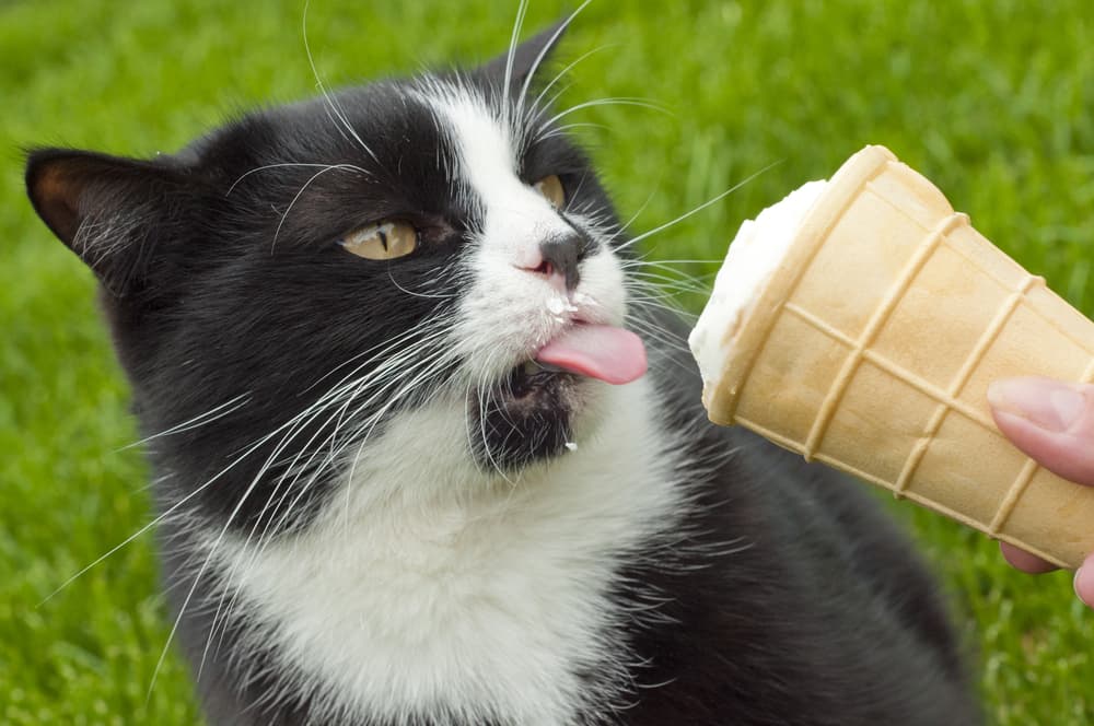 Why Vanilla Ice Cream Is Not Safe for Cats