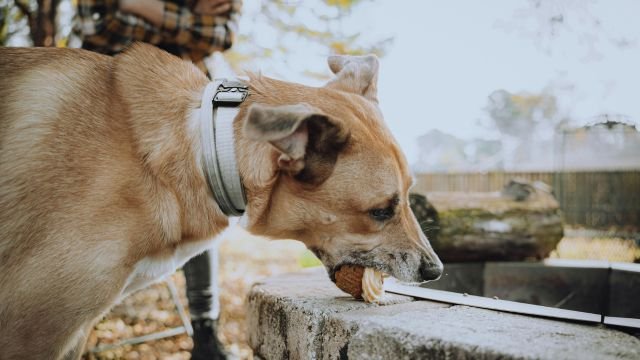 Are Eggs Bad for Dogs? Possible Risks