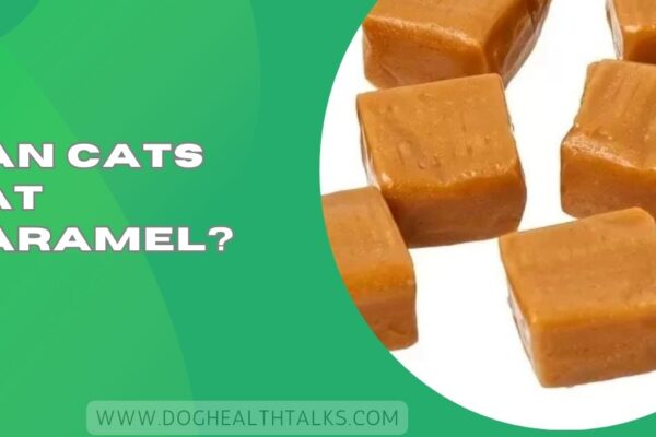 Can Cats Eat Caramel?